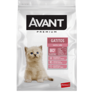 Avant Gatito