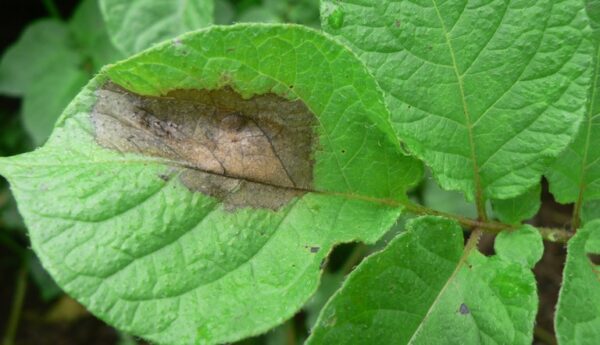 Poncho de Aguas – Fungicida Agrícola - Imagen 2